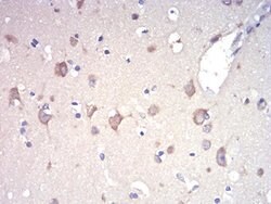 Invitrogen RAD21 Monoclonal Antibody (1B6D1) 100 &mu;L; Unconjugated:Antibodies,