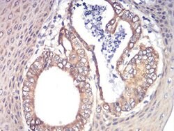 Invitrogen RAD21 Monoclonal Antibody (1B6D1) 100 &mu;L; Unconjugated:Antibodies,