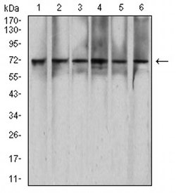Invitrogen RAD21 Monoclonal Antibody (1B6D1) 100 &mu;L; Unconjugated:Antibodies,
