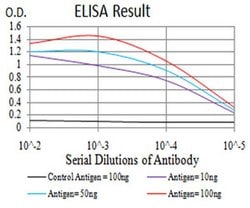 Invitrogen RAD52 Monoclonal Antibody (5E11B2) 100 &mu;L; Unconjugated:Antibodies,