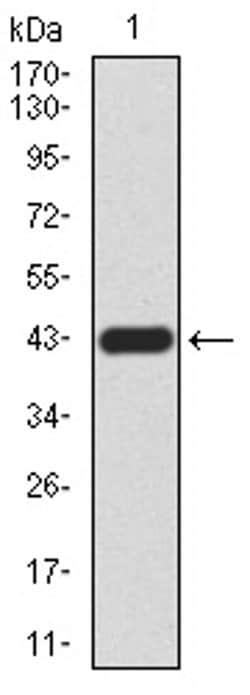Invitrogen RAD52 Monoclonal Antibody (5E11B2) 100 &mu;L; Unconjugated:Antibodies,