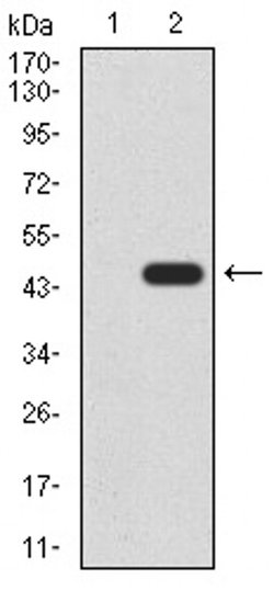 Invitrogen RAD52 Monoclonal Antibody (5E11B2) 100 &mu;L; Unconjugated:Antibodies,