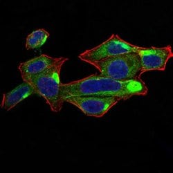 Invitrogen RALA Monoclonal Antibody (4G8C7) 100 &mu;L; Unconjugated:Antibodies,