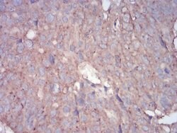 Invitrogen RALA Monoclonal Antibody (4G8C7) 100 &mu;L; Unconjugated:Antibodies,