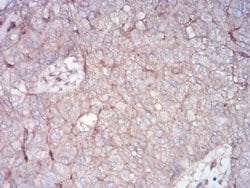 Invitrogen RALA Monoclonal Antibody (4G8C7) 100 &mu;L; Unconjugated:Antibodies,