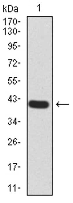 Invitrogen RALA Monoclonal Antibody (4G8C7) 100 &mu;L; Unconjugated:Antibodies,