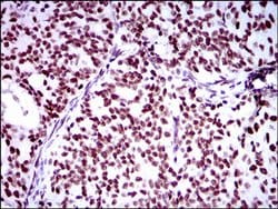 Invitrogen RING1 Monoclonal Antibody (8C12F4) 100 &mu;L; Unconjugated:Antibodies,