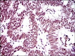 Invitrogen RING1 Monoclonal Antibody (8C12F4) 100 &mu;L; Unconjugated:Antibodies,