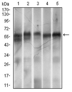 Invitrogen RING1 Monoclonal Antibody (8C12F4) 100 &mu;L; Unconjugated:Antibodies,