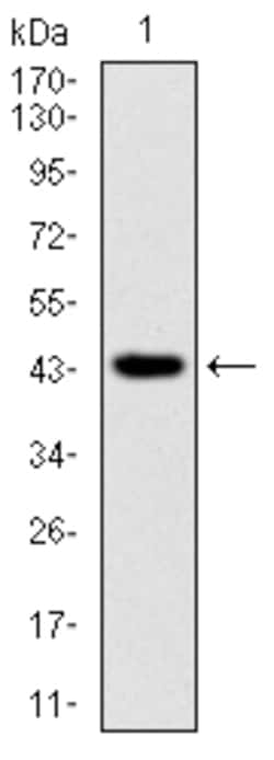 Invitrogen RING1 Monoclonal Antibody (8C12F4) 100 &mu;L; Unconjugated:Antibodies,