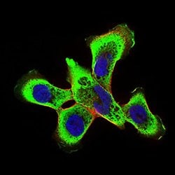 Invitrogen RING1 Monoclonal Antibody (8E8A2) 100 &mu;L; Unconjugated:Antibodies,