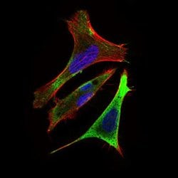 Invitrogen RING1 Monoclonal Antibody (8E8A2) 100 &mu;L; Unconjugated:Antibodies,