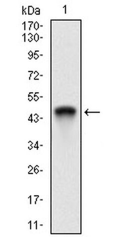 Invitrogen RING1 Monoclonal Antibody (8E8A2) 100 &mu;L; Unconjugated:Antibodies,