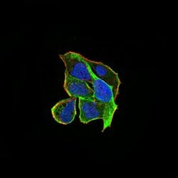 Invitrogen ARHE Monoclonal Antibody (5C7E8) 100 &mu;L; Unconjugated:Antibodies,