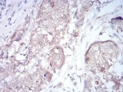 Invitrogen ARHE Monoclonal Antibody (5C7E8) 100 &mu;L; Unconjugated:Antibodies,