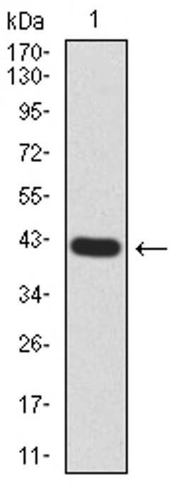 Invitrogen ARHE Monoclonal Antibody (5C7E8) 100 &mu;L; Unconjugated:Antibodies,