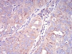 Invitrogen SEC31A Monoclonal Antibody (5D12C6) 100 &mu;L; Unconjugated:Antibodies,