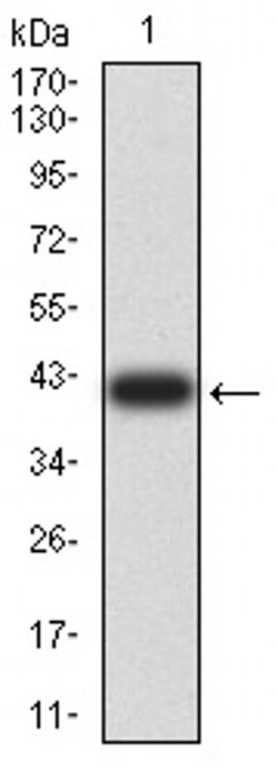 Invitrogen SEC31A Monoclonal Antibody (5D12C6) 100 &mu;L; Unconjugated:Antibodies,