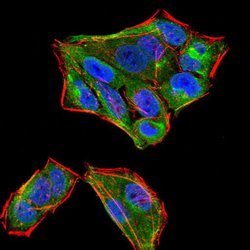 Invitrogen SIRT4 Monoclonal Antibody (6G6D2) 100 &mu;L; Unconjugated:Antibodies,