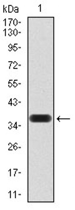 Invitrogen SIRT4 Monoclonal Antibody (6G6D2) 100 &mu;L; Unconjugated:Antibodies,