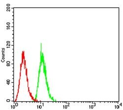 Invitrogen SIRT7 Monoclonal Antibody (1E2B2) 100 &mu;L; Unconjugated:Antibodies,