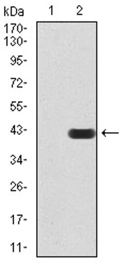 Invitrogen SIRT7 Monoclonal Antibody (1E2B2) 100 &mu;L; Unconjugated:Antibodies,