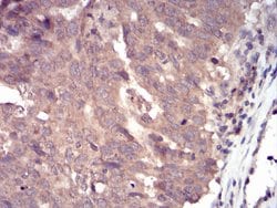 Invitrogen SSH1 Monoclonal Antibody (6C11G9) 100 &mu;L; Unconjugated:Antibodies,
