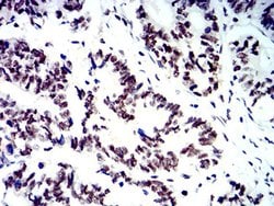 Invitrogen SMARCA1 Monoclonal Antibody (2H7B8) 100 &mu;L; Unconjugated:Antibodies,