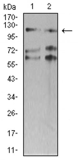 Invitrogen SMARCA1 Monoclonal Antibody (2H7B8) 100 &mu;L; Unconjugated:Antibodies,