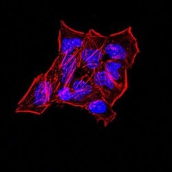 Invitrogen Synapsin 1 Monoclonal Antibody (7B1D9) 100 &mu;L; Unconjugated:Antibodies,