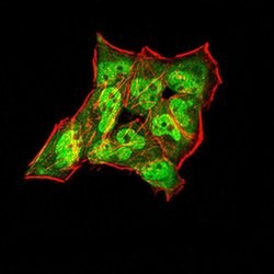 Invitrogen Synapsin 1 Monoclonal Antibody (7B1D9) 100 &mu;L; Unconjugated:Antibodies,