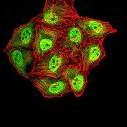 Invitrogen Synapsin 1 Monoclonal Antibody (7B1D9) 100 &mu;L; Unconjugated:Antibodies,