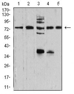 Invitrogen Synapsin 1 Monoclonal Antibody (7B1D9) 100 &mu;L; Unconjugated:Antibodies,