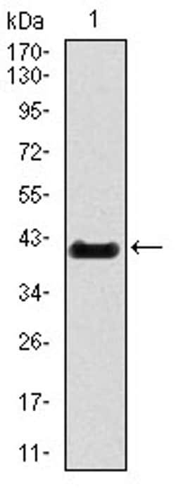 Invitrogen Brachyury Monoclonal Antibody (6C12) 100 &mu;L; Unconjugated:Antibodies,