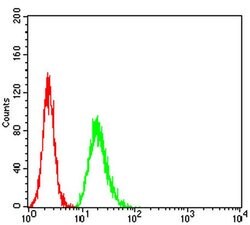 Invitrogen TCF4 Monoclonal Antibody (7B1B3) 100 &mu;L; Unconjugated:Antibodies,