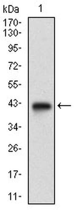 Invitrogen TRF2 Monoclonal Antibody (3H6B4) 100 &mu;L; Unconjugated:Antikroppar