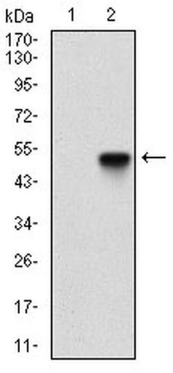 Invitrogen TRF2 Monoclonal Antibody (3H6B4) 100 &mu;L; Unconjugated:Antikroppar