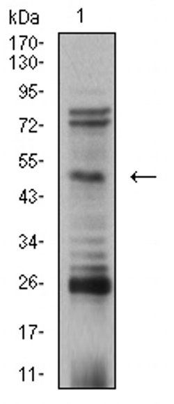 Invitrogen AP2 beta Monoclonal Antibody (6F7G1) 100 &mu;L | Buy Online | Invitrogen&trade; | Fisher Scientific