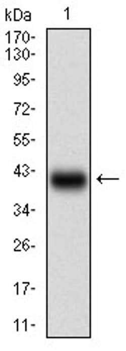 Invitrogen TFF2 Monoclonal Antibody (4G7C3) 100 &mu;L; Unconjugated:Antibodies,