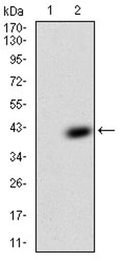Invitrogen TFF2 Monoclonal Antibody (4G7C3) 100 &mu;L; Unconjugated:Antibodies,