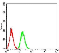 Invitrogen TRIM25 Monoclonal Antibody (5B5B12) 100 μL; Unconjugated:Antibodies,