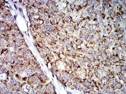 Invitrogen TRIM25 Monoclonal Antibody (5B5B12) 100 μL; Unconjugated:Antibodies,