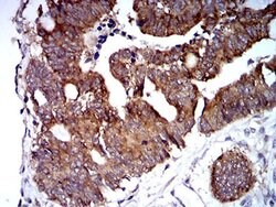 Invitrogen TRIM25 Monoclonal Antibody (5B5B12) 100 μL; Unconjugated:Antibodies,