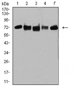 Invitrogen TRIM25 Monoclonal Antibody (5B5B12) 100 μL; Unconjugated:Antibodies,