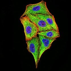 Invitrogen TRIM25 Monoclonal Antibody (5B5B10) 100 &mu;L; Unconjugated:Antibodies,