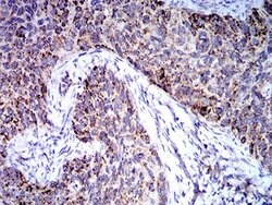 Invitrogen TRIM25 Monoclonal Antibody (5B5B10) 100 &mu;L; Unconjugated:Antibodies,