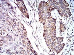 Invitrogen TRIM25 Monoclonal Antibody (5B5B10) 100 &mu;L; Unconjugated:Antibodies,
