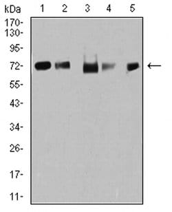 Invitrogen TRIM25 Monoclonal Antibody (5B5B10) 100 &mu;L; Unconjugated:Antibodies,