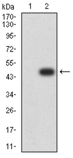 Invitrogen TRIM25 Monoclonal Antibody (5B5B10) 100 &mu;L; Unconjugated:Antibodies,