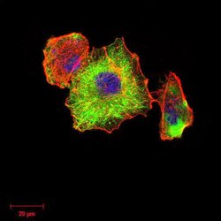 Invitrogen TUBB1 Monoclonal Antibody (2A1A9) 100 &mu;L; Unconjugated:Antibodies,